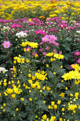 Obraz premium Flower fields..