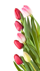 border of pink, white and red tulips isolated on white