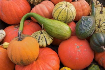 Pumpkin diversity