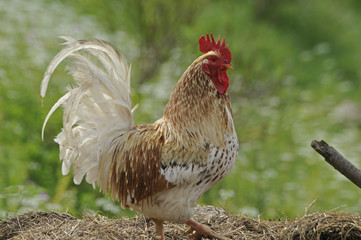Landwirtschaft - Hühnerhaltung