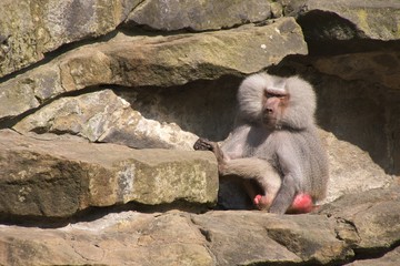 Hamadryas Baboon Male