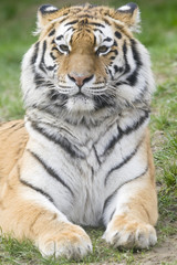 Siberian Tiger
