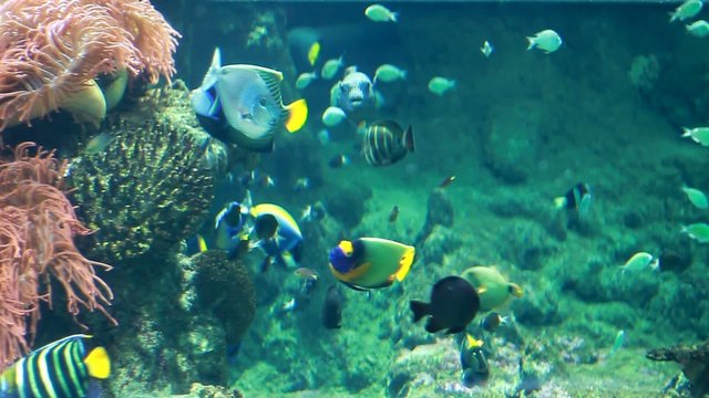 acquario conpesci colorati