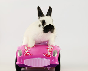Hase © Natallia Vintsik