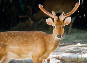 Cute brown buck deer looking at the camera in a zoo