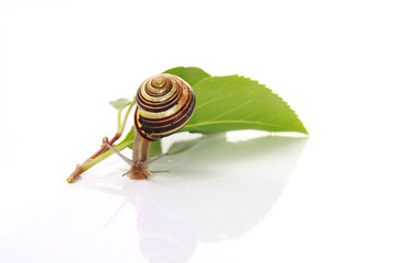 snail and leafs