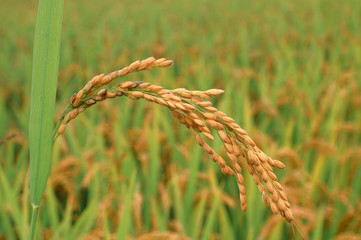 Ear of rice in autumn