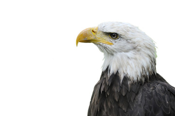 Bald eagle pygargue a tête blanche