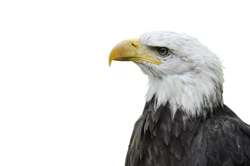 Foto op Plexiglas Bald eagle pygargue a tête blanche © NICOLAS LARENTO