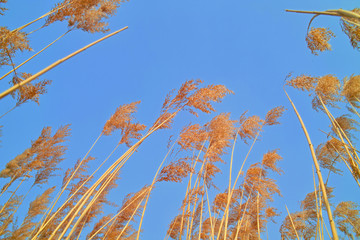 Reed in the blue sky