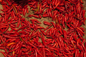 Fototapeta premium Peperonchini