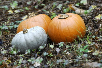Fototapeta premium three pumpkins