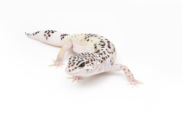 Hypo TUG Snow Leopard Gecko on a white background