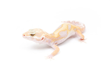 Jungle Tangerine Tremper Albino Leopard Gecko on a white backgro