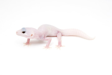 Blazing Blizzard Leopard Gecko on a white background