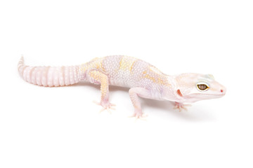 Phantom Leopard Gecko on a white background