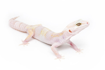 Phantom Leopard Gecko on a white background