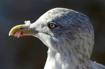 Silbermöve Jungtier