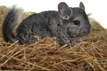 Grey nice chinchilla