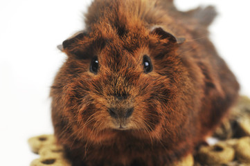 brown guinea pig