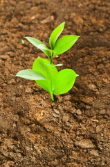 New life concept - green seedling growing out of soil