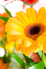 Gerbera flowers agaisnt green blurred background