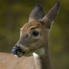 first-year buck