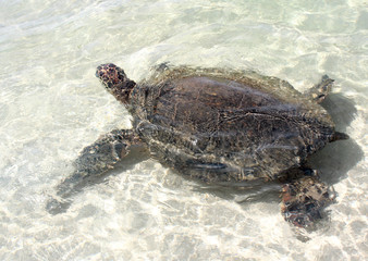 Turtle
