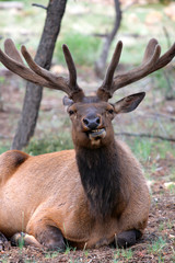 Mule deers at Grand Canyon National Park, US..