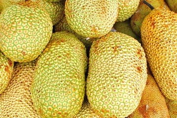 Freshly picked jackfruits