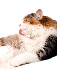 The nice kitten washes on the white background