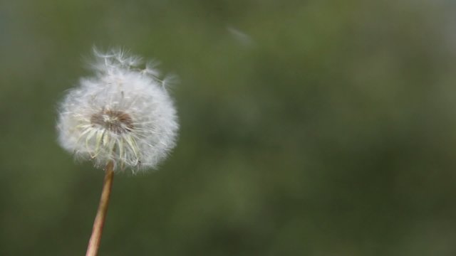 Dandelion blown by the wind