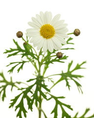 Chrysanthemum frutescens (marguerite)