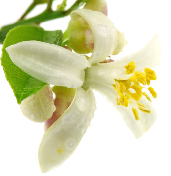 fleur citronnier fond blanc