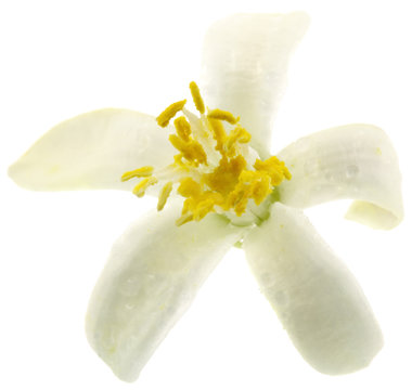 fleur agrume fond blanc