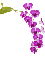 Fototapeta na wymiar Orchidea kaskadowa