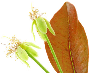 nouaison Eugenia brasiliensis, cerise Brésil fond blanc