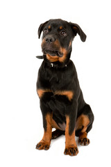 Rottweiler puppy