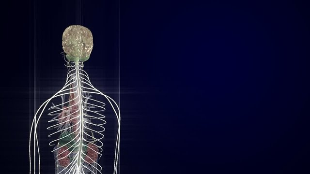 Systema Nervosum - loop