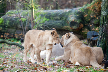 Naklejka premium Löwenrudel