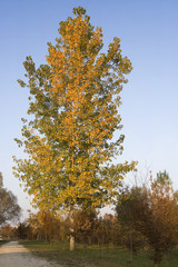 Albero autunnale