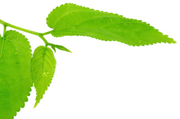 feuillage mûrier fond blanc