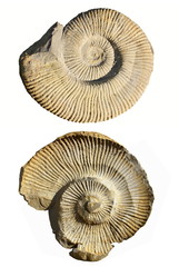 Ammonite et empreinte