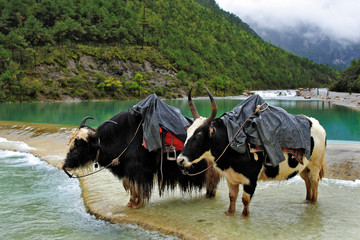 Yaks