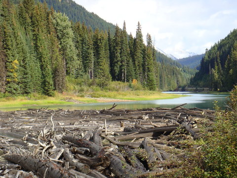Treibholz am Duffy Lake
