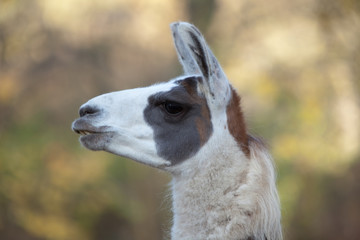 Obraz premium Lama