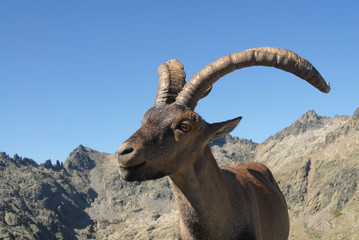 macho montés en Gredos