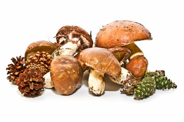 Boletus 16