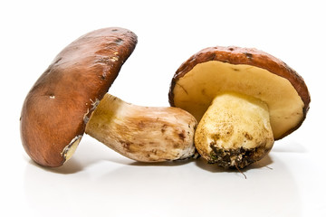 Boletus 27