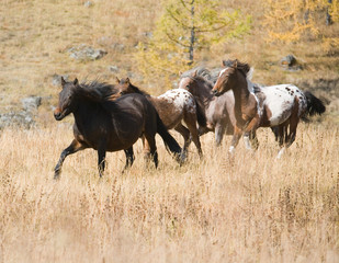 Spotted horse and herd